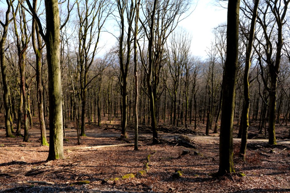 View from Rübezahlweg Taunus 2020-03-25 01