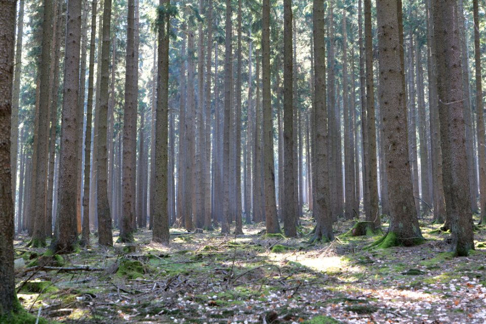 View from Schirnbornweg Taunus 2020-03-25 11
