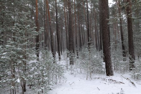 View from R1 in Ferch with snow 2021-02-07 11