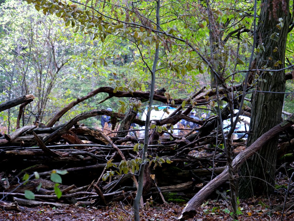 View from re-occupation village in the Hambach forest 02