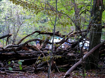 View from re-occupation village in the Hambach forest 02