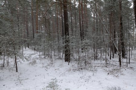 View from R1 in Ferch with snow 2021-02-07 08