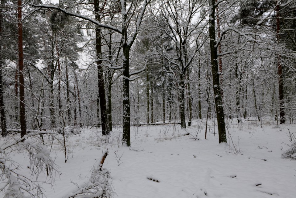 View from Roedenbecksteig Düppeler Forst with snow 2021-01-30 01