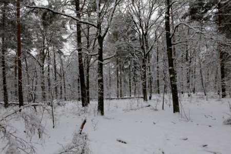 View from Roedenbecksteig Düppeler Forst with snow 2021-01-30 02