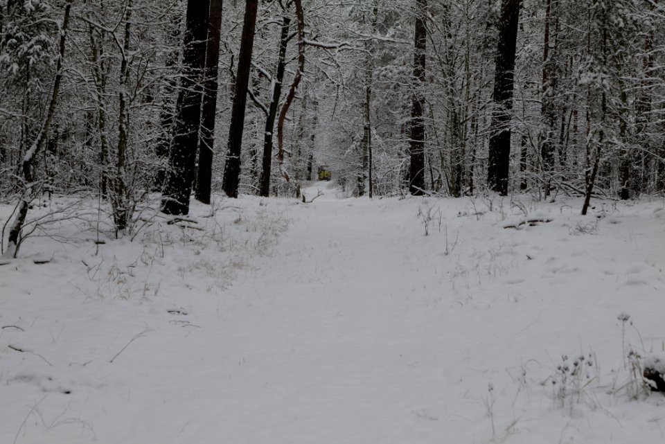 View from Roedenbecksteig Düppeler Forst with snow 2021-01-30 16