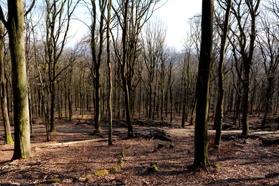 View from Rübezahlweg Taunus 2020-03-25 04
