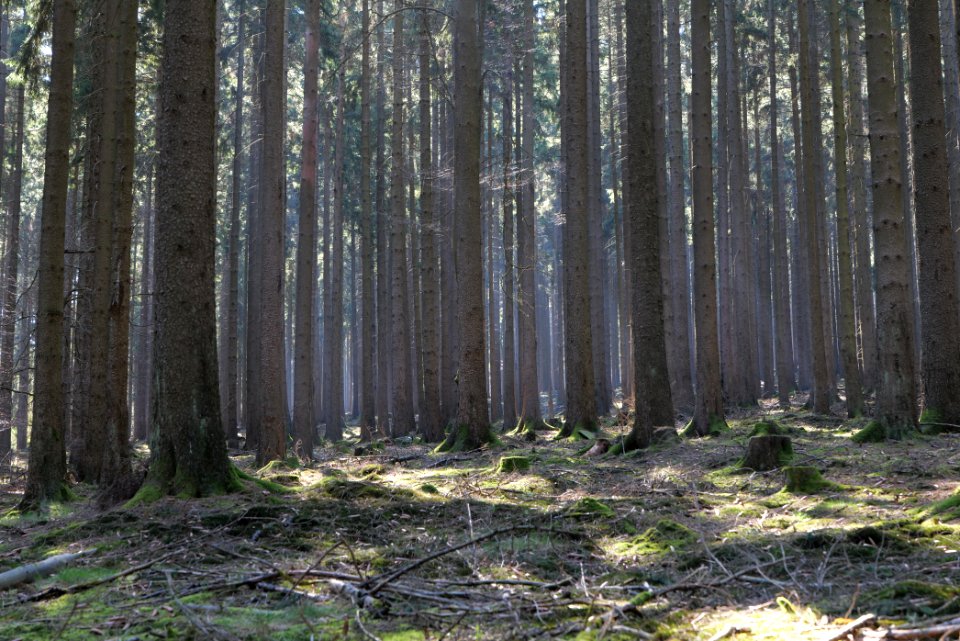 View from Schirnbornweg Taunus 2020-03-25 10