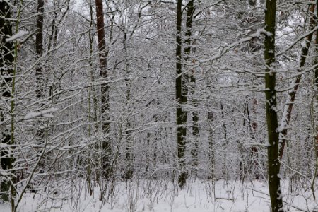 View from Roedenbecksteig Düppeler Forst with snow 2021-01-30 10