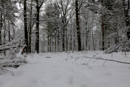 View from Roedenbecksteig Düppeler Forst with snow 2021-01-30 05
