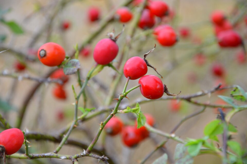 Thorns rose hip plant