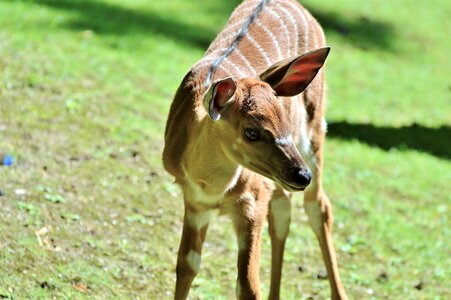 Young animal africa animal
