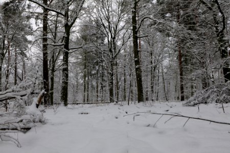 View from Roedenbecksteig Düppeler Forst with snow 2021-01-30 04
