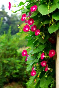 Summer plants morning glory