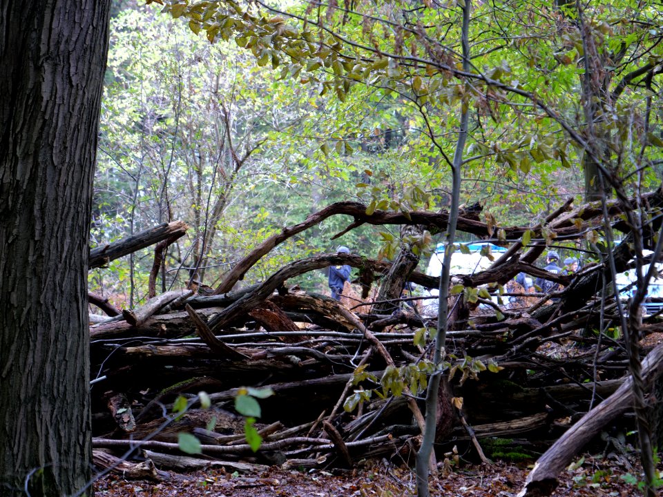 View from re-occupation village in the Hambach forest 01