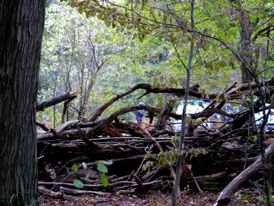 View from re-occupation village in the Hambach forest 01