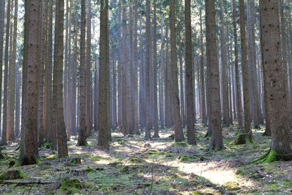 View from Schirnbornweg Taunus 2020-03-25 13