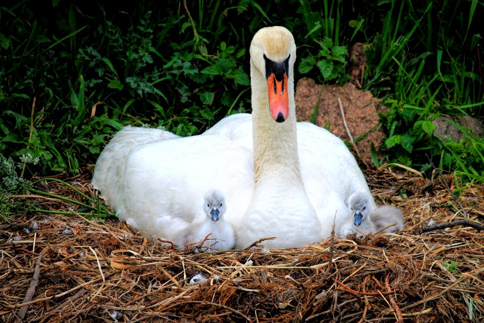 Swan's nest water bird animal children