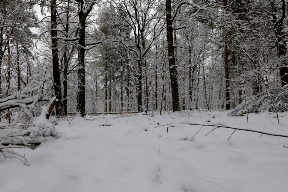 View from Roedenbecksteig Düppeler Forst with snow 2021-01-30 03