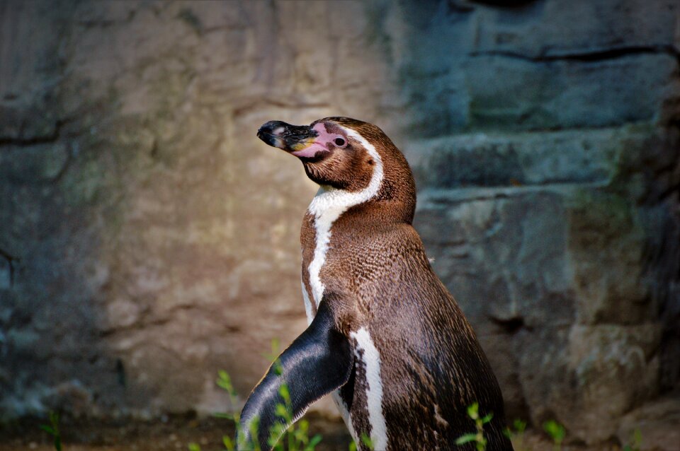 Animal animal world bill