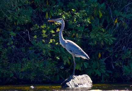 Natural animal water photo