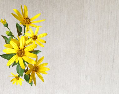 Yellow daisies decoration