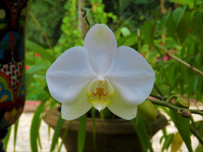 Orchid white flower tropical flower