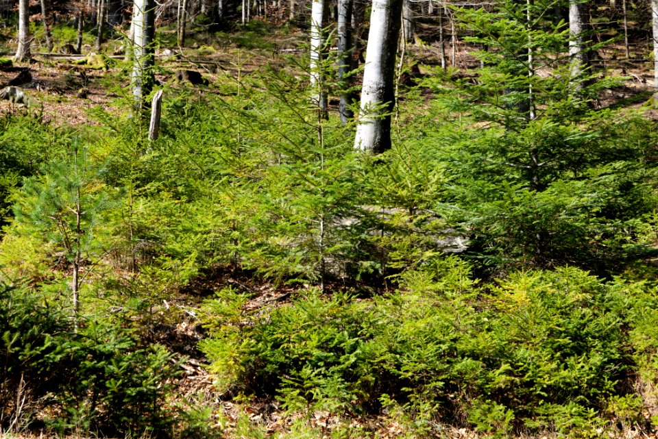 View from Untere Birkenaustraße on national park 2020-03-15 32
