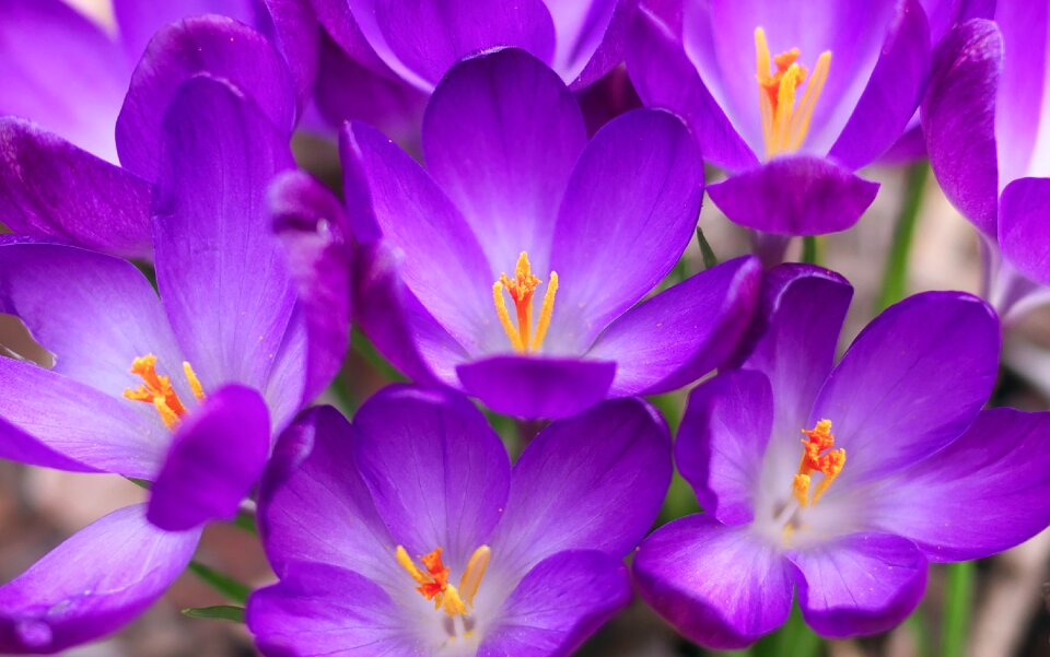 Crocus violet color