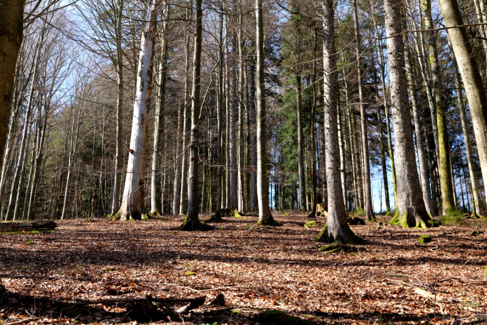 View from Untere Birkenaustraße on national park 2020-03-15 16