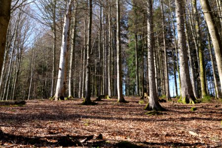View from Untere Birkenaustraße on national park 2020-03-15 16
