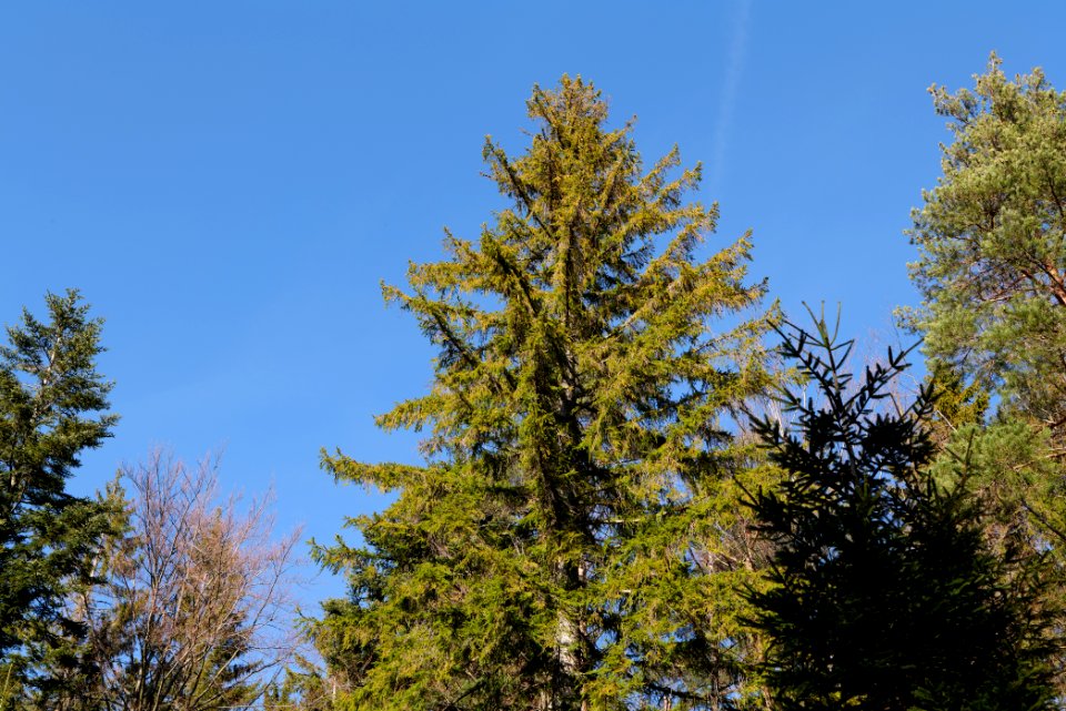 View from Untere Birkenaustraße on national park 2020-03-15 119