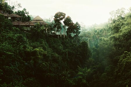 View green forest