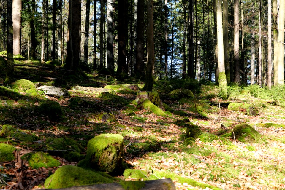 View from trail from Schwarzenbachtalsperre to Untere Birkenaustraße 2020-03-15 02