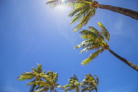 Palm tropical beach photo
