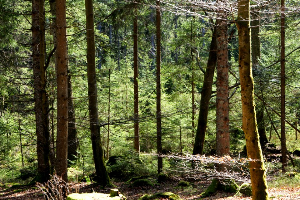 View from trail from Schwarzenbachtalsperre to Untere Birkenaustraße 2020-03-15 11