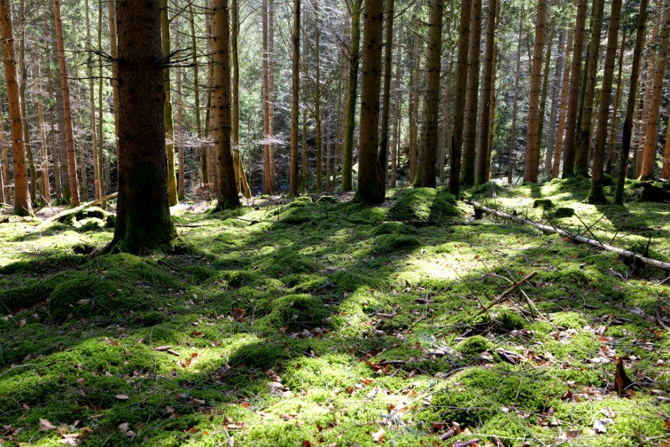 View from trail from Schwarzenbachtalsperre to Untere Birkenaustraße 2020-03-15 03