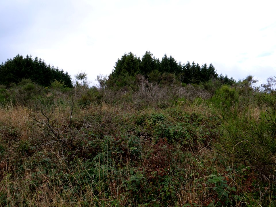 View from trail from Gierberg to Müsauelsberg in September 2019 16