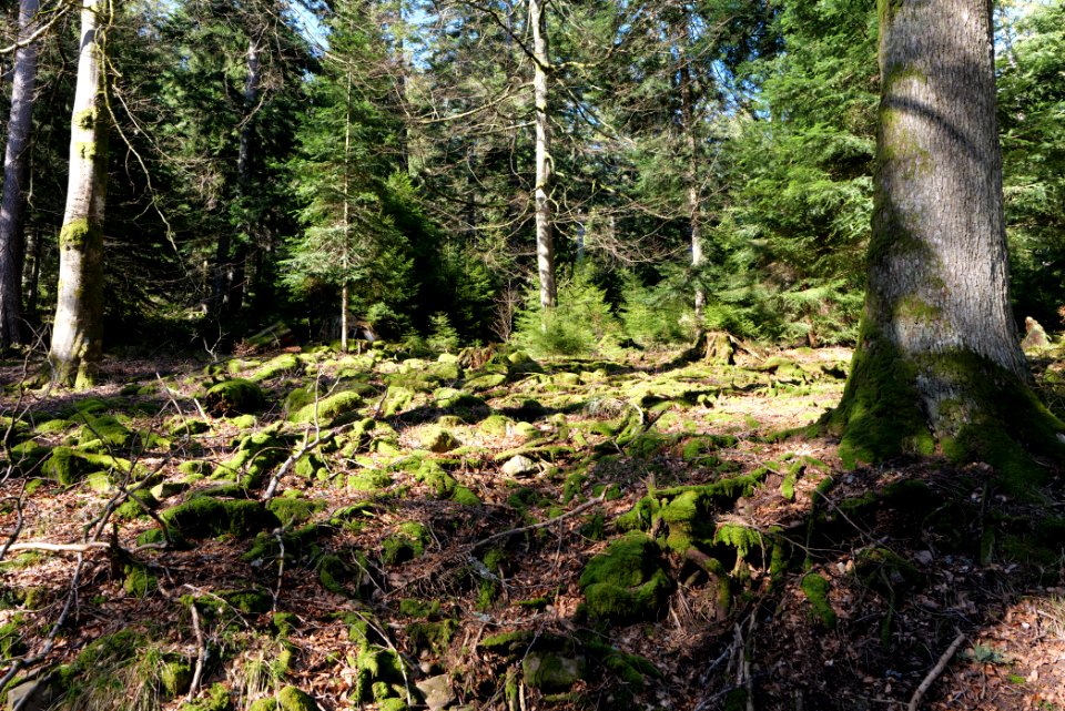 View from Untere Birkenaustraße on national park 2020-03-15 68