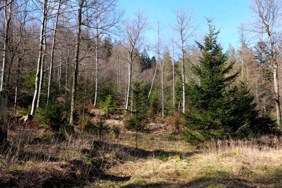 View from Untere Birkenaustraße on national park 2020-03-15 84