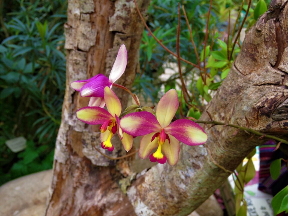 Orchids flower garden