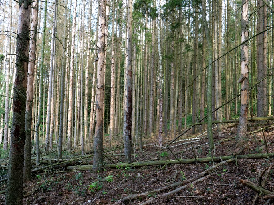 View from trail from Urfttalsperre to Dreiborner Hochfläche in September 2019 03