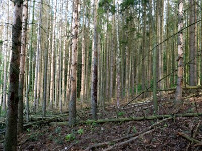 View from trail from Urfttalsperre to Dreiborner Hochfläche in September 2019 03