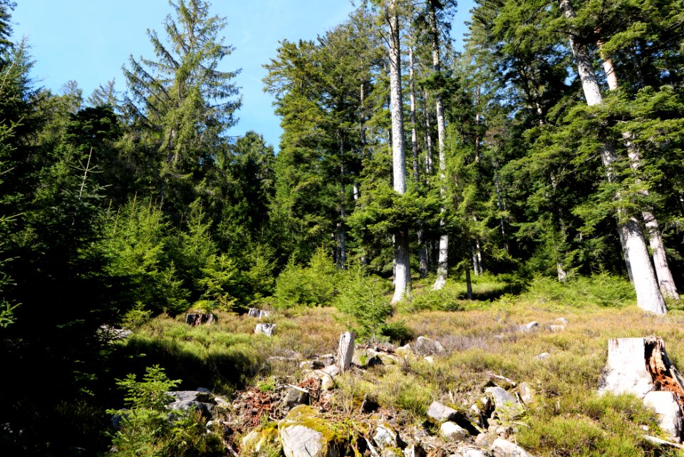 View from Untere Birkenaustraße on national park 2020-03-15 53