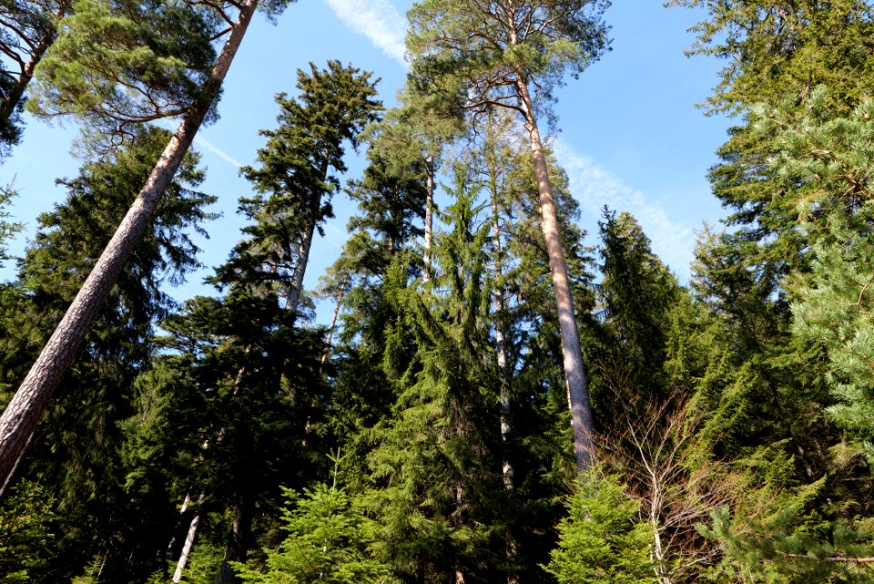View from Untere Birkenaustraße on national park 2020-03-15 38
