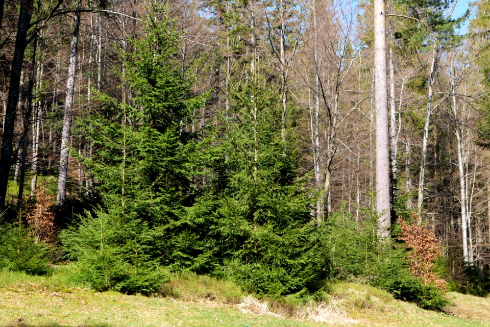 View from Untere Birkenaustraße on national park 2020-03-15 35