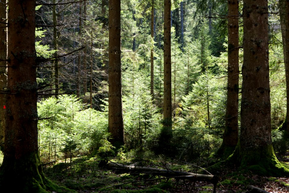 View from trail from Schwarzenbachtalsperre to Untere Birkenaustraße 2020-03-15 10