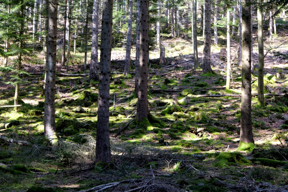 View from Untere Birkenaustraße on national park 2020-03-15 36