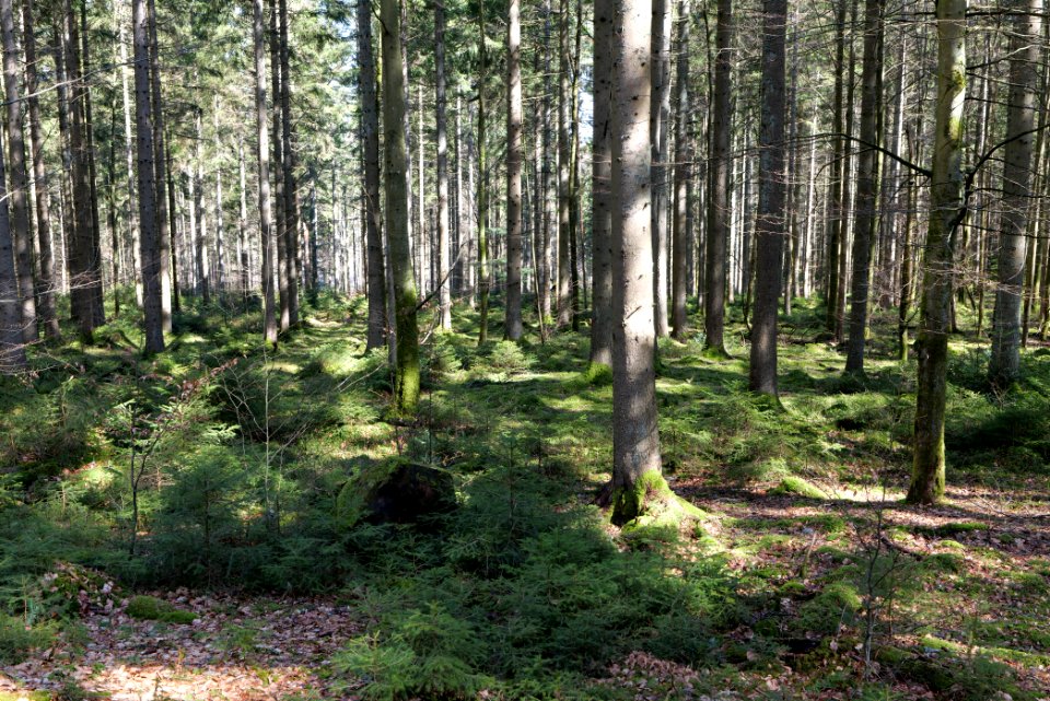 View from trail from Schwarzenbachtalsperre to Untere Birkenaustraße 2020-03-15 12