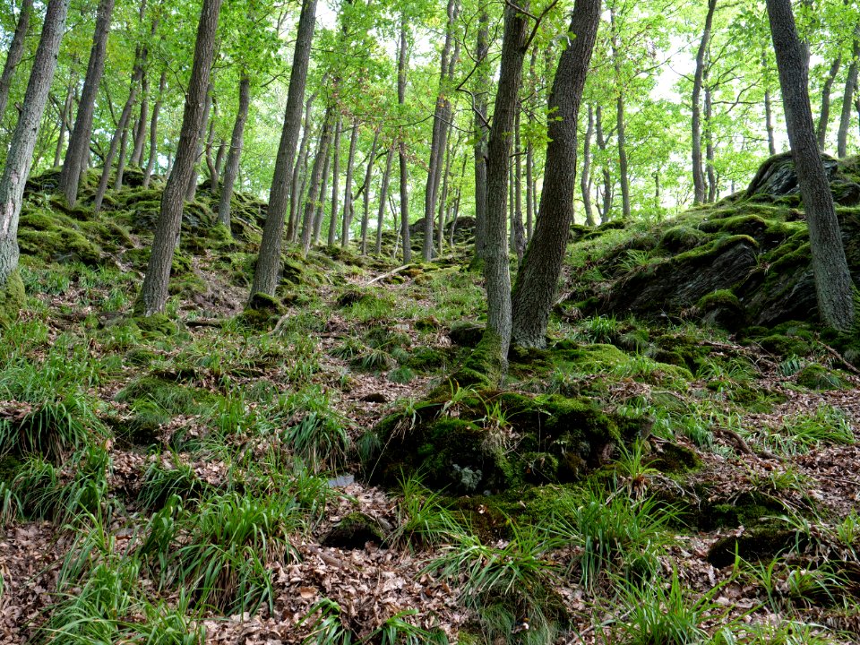 View from trail from Urfttalsperre to Dreiborner Hochfläche in September 2019 01