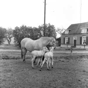Veulen-tweeling te Vorden, Bestanddeelnr 919-1319